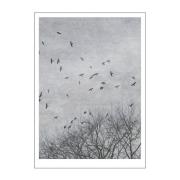 Poster & Frame - Ingrey Studio Juliste 50x70 cm Crows