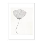 Poster & Frame - The Poster Club x Ana Frois Juliste 30x40 cm Poppy