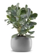 St Urtepotte Ø 16 Cm Home Decoration Flower Pots Grey Eva Solo